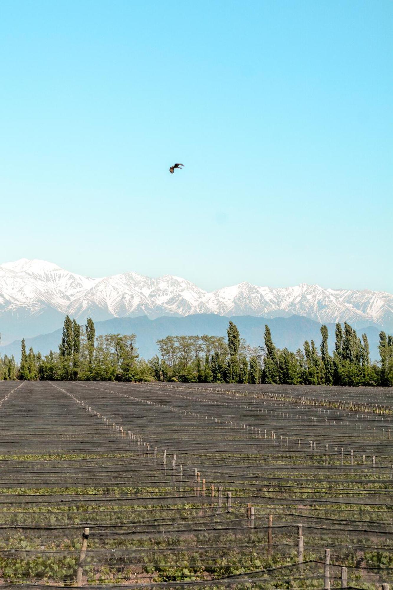 Agrelo Vines Lodge Екстер'єр фото